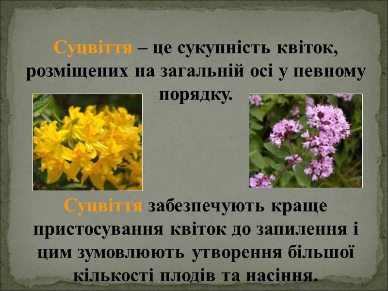 Суцвіття – це сукупність квіток, розміщених на загальній осі у певному порядку.  